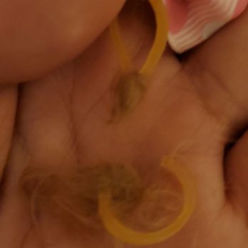 Petco - Found out regular rubber bands was used, that material isn't used for hair or fur. I noticed how the fur was stuck to the rubber band. - Pet Stores Near Me - Ewa, Hawaii