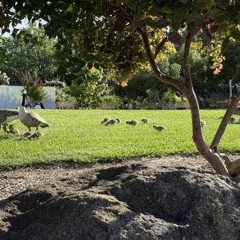 Heather Farm Park - Green grass - Parks Near Me - Walnut Creek, California Heather Farm Park - Green grass - Parks Near Me - Walnut Creek, California