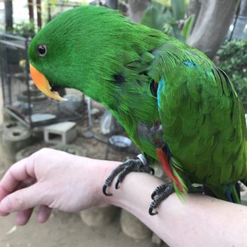 Free Flight - new friends - Animal Shelters Near Me - Del Mar, California Free Flight - new friends - Animal Shelters Near Me - Del Mar, California