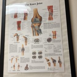 Advanced Orthopedics & Sports Medicine - Knee chart