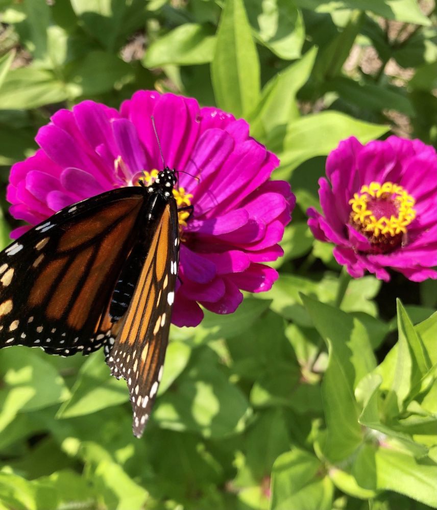 MODOC GARDENS Updated October 2024 5629 US36, Modoc, Indiana