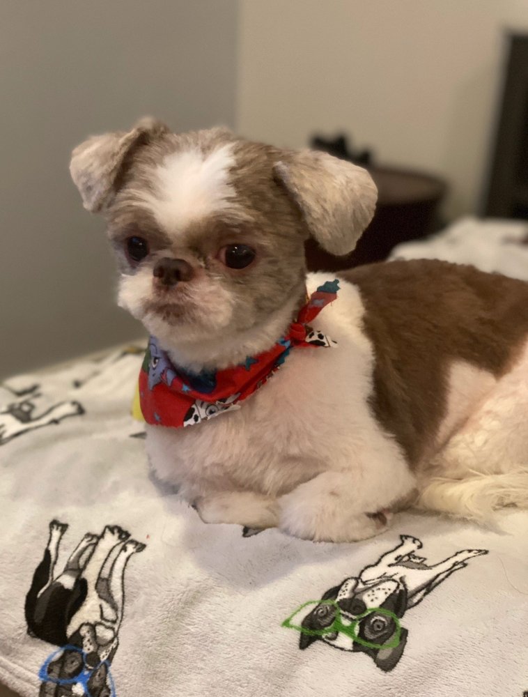 GOLDEN PAWS SPA & GROOMING 95 Photos & 19 Reviews 4367 ster Ave