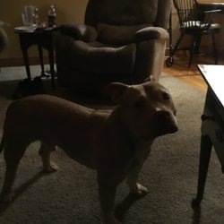 Portage County Animal Protective League - Anyone want a very good dog found on a road all most hit can't find the owner he is well trained 216-339-2368