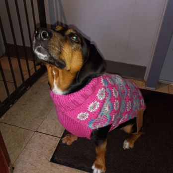 Bark Place - Head up, shoulders back, enjoying her new sweater. I took it off shortly after, came home and she ducked her head so I'd put it on again! - Pet Groomers Near Me - Chicago, Illinois