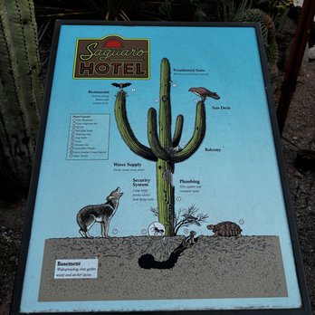 Desert Botanical Garden - Learning about our beautiful saguaro - Botanical Gardens Near Me - Phoenix, Arizona Desert Botanical Garden - Learning about our beautiful saguaro - Botanical Gardens Near Me - Phoenix, Arizona