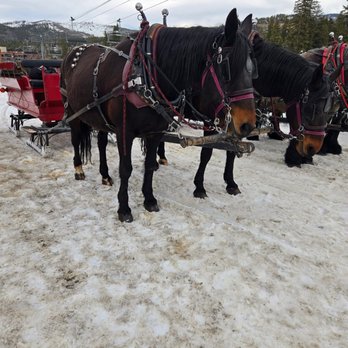 Breckenridge Sleigh Rides - Kit and Kat, the mother-daughter horse duo! - Tours Near Me - Breckenridge, Colorado Breckenridge Sleigh Rides - Kit and Kat, the mother-daughter horse duo! - Tours Near Me - Breckenridge, Colorado
