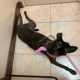 Calm as can be at the vet. Calm as can be at the vet.