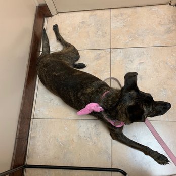 ArKane 9 Dog Training - Calm as can be at the vet. - Pet Training Near Me ArKane 9 Dog Training - Calm as can be at the vet. - Pet Training Near Me