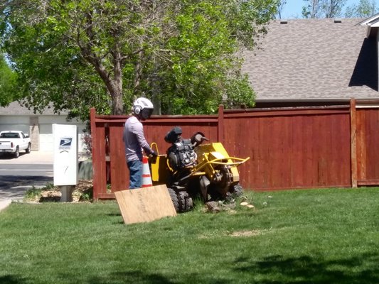 Stump Removal - This is our stump removal process with results. Stump Removal - This is our stump removal process with results.