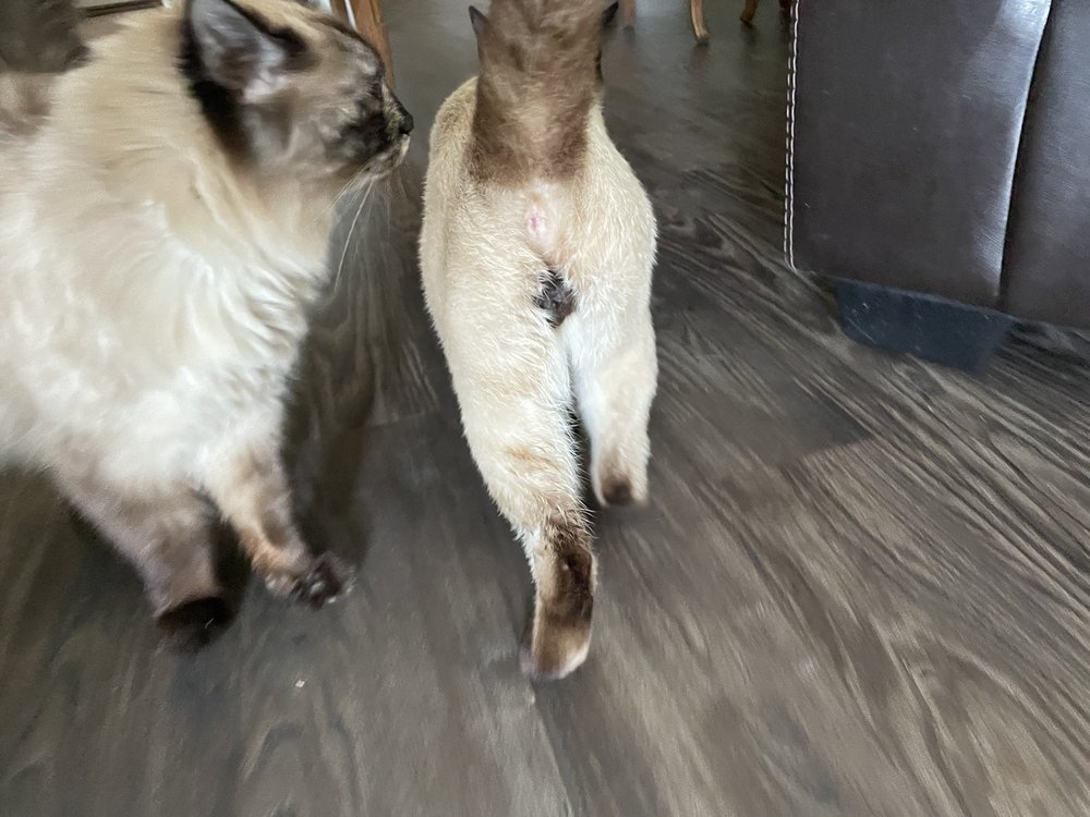 PIEDMONT VETERINARY CLINIC Updated July 2024 101 Monroe Ave NE