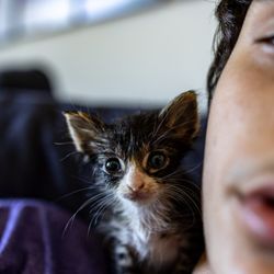 San Jose Animal Care Center - Chowdah!