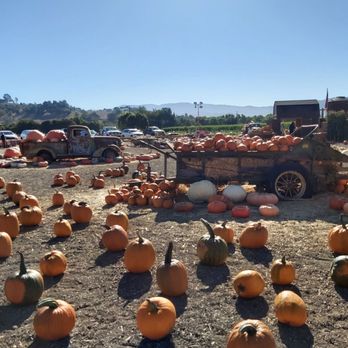 Solvang Farmer Pumpkin Patch - Rusty cars and equipment, great photo ops - Pumpkin Patches Near Me - Solvang, California Solvang Farmer Pumpkin Patch - Rusty cars and equipment, great photo ops - Pumpkin Patches Near Me - Solvang, California