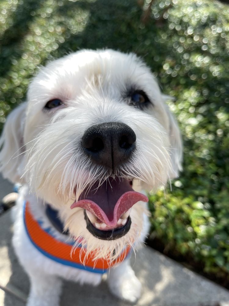 VETSAVERS PET HOSPITAL Updated September 2024 11 Reviews 19009 Preston Rd, Dallas, Texas