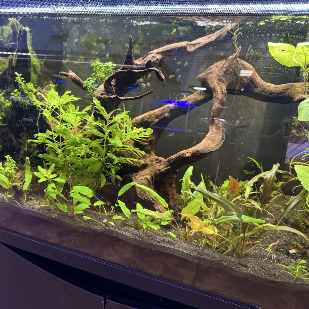 Burbank Scales N Tails - Freshwater plants - Pet Stores Near Me - Burbank, California Burbank Scales N Tails - Freshwater plants - Pet Stores Near Me - Burbank, California