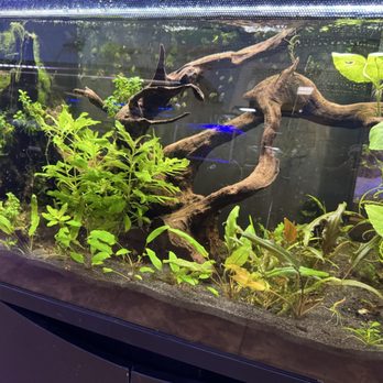 Burbank Scales N Tails - Freshwater plants - Pet Stores Near Me - Burbank, California