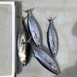 3 Aku (Skipjack tuna) and 1 Ahi (Yellowfin tuna)