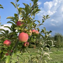 Brookwood Fruit Farm - Crimson Gold apples