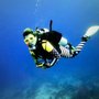 Photo of Harry's Dive Shop