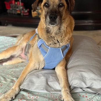 VEG ER for Pets - Recent pic, needs help to get up and walk but walked just fine until she was admitted to ER, never showed us reluctance until God called her - Emergency Pet Hospital Near Me - Allen, Texas