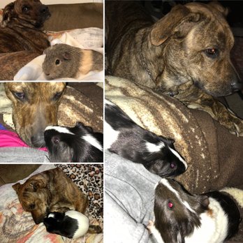 Barks & Bubbles Salon & Spa - Willow and "her" guinea pigs - Pet Groomers Near Me - Concord, North Carolina