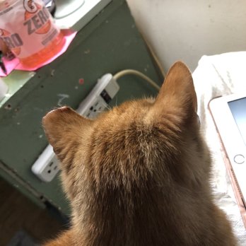 Island Rescue - This poor kitty is permanently abused by their horrible act. - Veterinarians Near Me - Bay Shore, New York