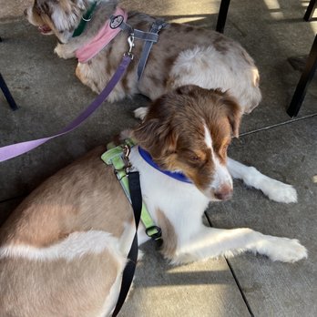 Craft Street Kitchen - Lunch with the pups on the patio. - New American Near Me - Trinity, Florida Craft Street Kitchen - Lunch with the pups on the patio. - New American Near Me - Trinity, Florida