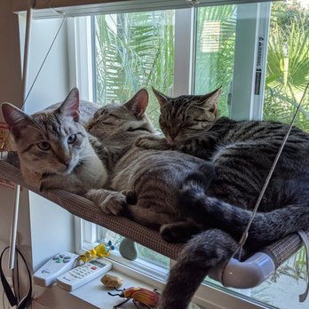 The Ontario Rescue - More snuggeling. - Pet Adoption Near Me - Montclair, California The Ontario Rescue - More snuggeling. - Pet Adoption Near Me - Montclair, California