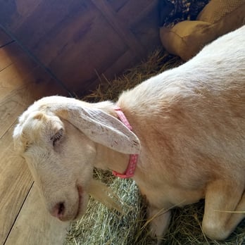 The Gentle Barn - Attraction Farms Near Me - Christiana, Tennessee The Gentle Barn - Attraction Farms Near Me - Christiana, Tennessee
