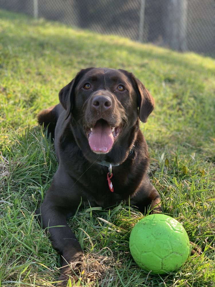 TWIN OAKS PET BOARDING Updated September 2024 13 Photos Concord