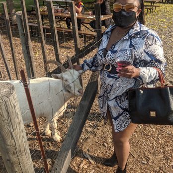 VML - This goat was hella cool! - Wine Tasting Room Near Me - Healdsburg, California VML - This goat was hella cool! - Wine Tasting Room Near Me - Healdsburg, California