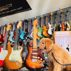 Guitar Planet - Cool guitars featuring my goldendoodle!