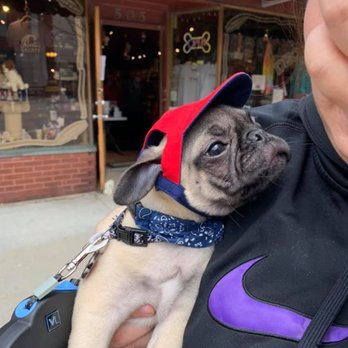 Decadent Dogs - Hades with a new handkerchief and hat from Decadent dogs. - Pet Stores Near Me - South Haven, Michigan