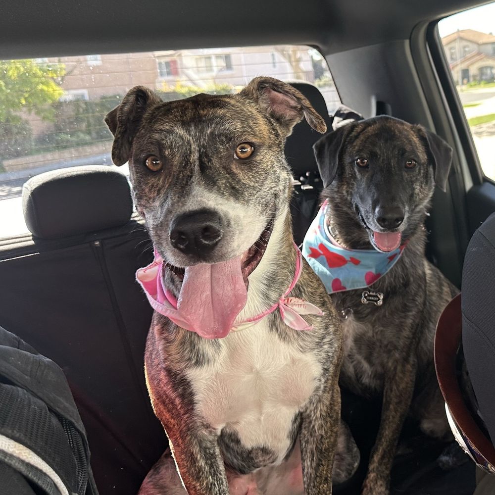 TOP 10 BEST Pet Boarding near Solana Beach, CA - Updated 2026 - Yelp