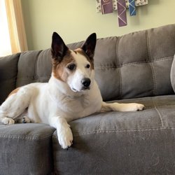 Pawsitive Image Dog Salon - Petey
