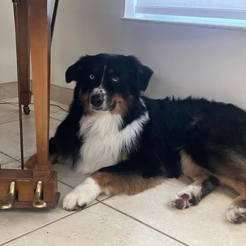 Kalba Dog Services - Pet Groomers Near Me Kalba Dog Services - Pet Groomers Near Me