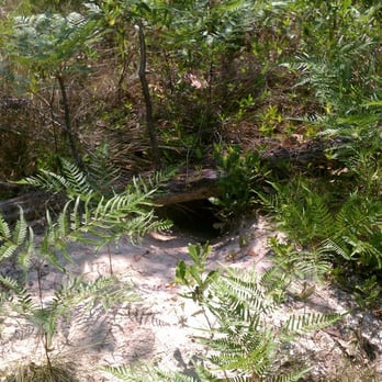 Jennings State Forest - Some animal's home. - Hiking Near Me - Middleburg, Florida Jennings State Forest - Some animal's home. - Hiking Near Me - Middleburg, Florida