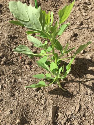 C & D Topsoil & Excavating