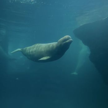 Shedd Aquarium - Beluga - Aquariums Near Me - Chicago, Illinois
