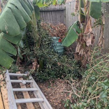Sticks Tree Service - Banana trees covered by limbs and damage - Landscaping Near Me - Cypress, Texas Sticks Tree Service - Banana trees covered by limbs and damage - Landscaping Near Me - Cypress, Texas
