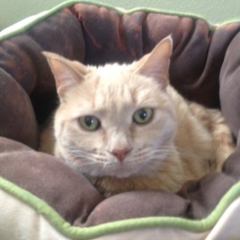 The Royal Pet Resort - Pet Sitting Near Me - Arlington, Texas The Royal Pet Resort - Pet Sitting Near Me - Arlington, Texas