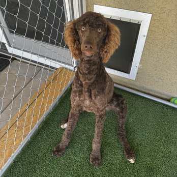 Aardbark Grooming - Dog Grooming - Full Dog Groom (Includes Haircut) - Pet Groomers Near Me - Gilbert, Arizona