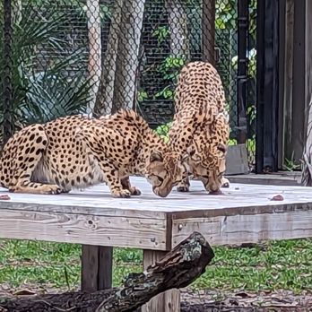 Naples Zoo - Zoos Near Me - Naples, Florida