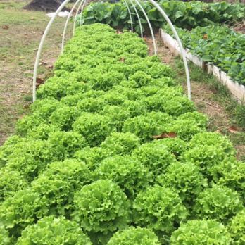 Organic Produce - a bunch of lettuce growing in a greenhouse - Organic Stores Near Me - Orlando, Florida Organic Produce - a bunch of lettuce growing in a greenhouse - Organic Stores Near Me - Orlando, Florida
