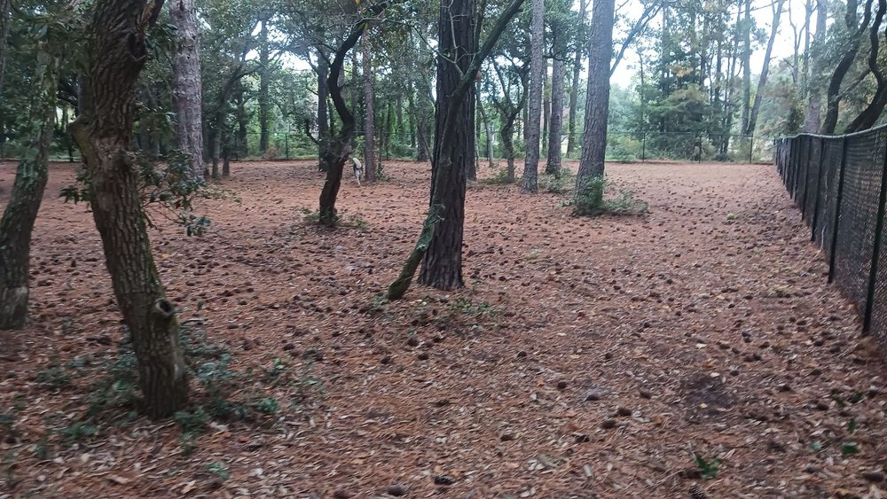Salty Dog Park Image