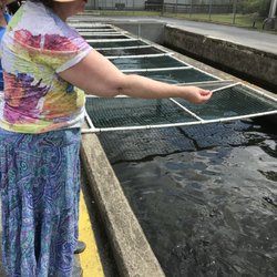 Pisgah Center for Wildlife Education - Feeding Hungry, Growing Fish
