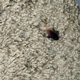 Cockroach Cockroach