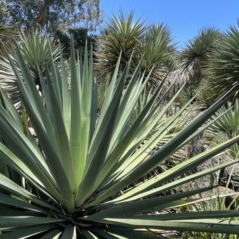 Arizona Garden - Botanical Gardens Near Me - Stanford, California Arizona Garden - Botanical Gardens Near Me - Stanford, California