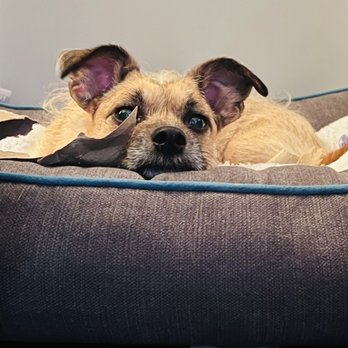 Dozo Dog  - Kano - Pet Groomers Near Me - Astoria, New York