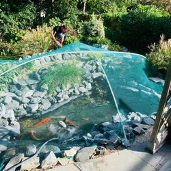 Fall pond closing & net installation. We winterize ponds and ensure the safety of your Koi fish.