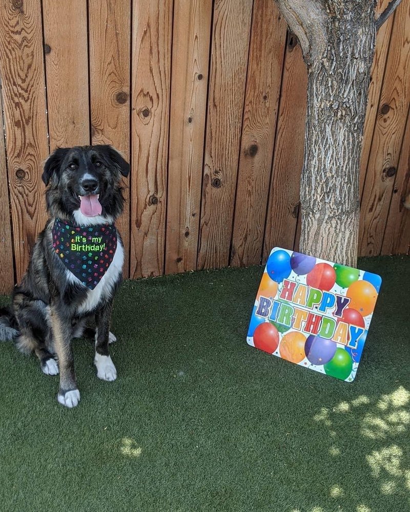 Escape the Crate - Boise - pet boarding facility in Boise, ID